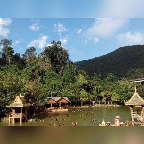 西双版纳旅游攻略必去景点(西双版纳旅游攻略必去景点门票价格) 西双版纳旅游攻略必去景点(西双版纳旅游攻略必去景点门票价格)